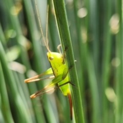 Conocephalus semivittatus at Gundaroo, NSW - 10 Jan 2023