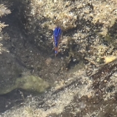 Parma microlepis at Broulee, NSW - 6 Jan 2023 03:13 PM