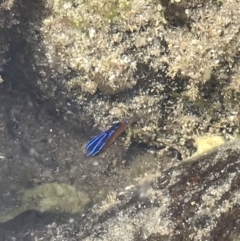 Parma microlepis at Broulee, NSW - 6 Jan 2023 03:13 PM