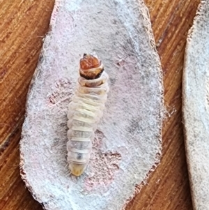 Oecophoridae (family) at Gundaroo, NSW - 11 Jan 2023