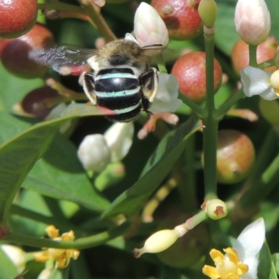 Amegilla (Zonamegilla) asserta (Blue Banded Bee) at Pollinator-friendly garden Conder - 10 Jan 2023 by michaelb