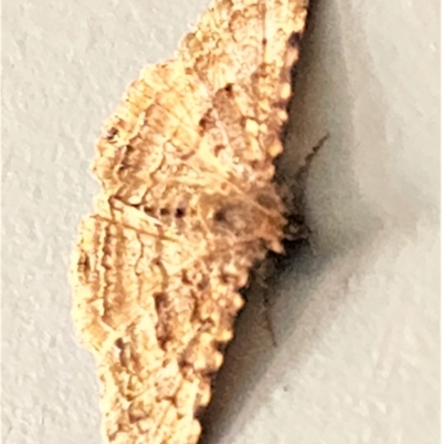 Diatenes aglossoides (An Erebid Moth) at Gundaroo, NSW - 10 Jan 2023 by Gunyijan