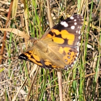 Vanessa kershawi (Australian Painted Lady) at Crace Grasslands - 10 Jan 2023 by trevorpreston