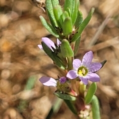 Lythrum hyssopifolia (Small Loosestrife) at Crace Grasslands - 10 Jan 2023 by trevorpreston