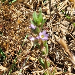 Lythrum hyssopifolia at Mitchell, ACT - 11 Jan 2023