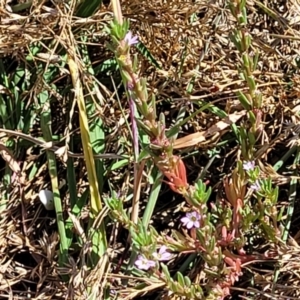 Lythrum hyssopifolia at Mitchell, ACT - 11 Jan 2023