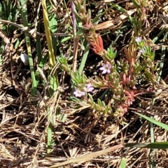 Lythrum hyssopifolia at Mitchell, ACT - 11 Jan 2023