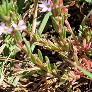 Lythrum hyssopifolia at Mitchell, ACT - 11 Jan 2023