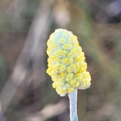 Calocephalus citreus (Lemon Beauty Heads) at Mitchell, ACT - 10 Jan 2023 by trevorpreston