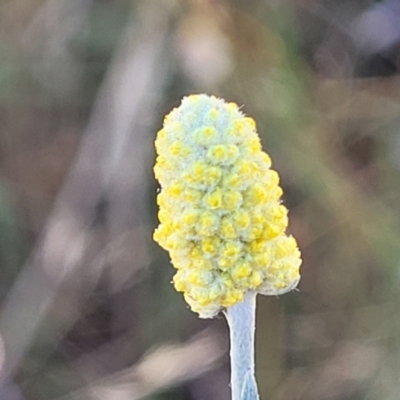 Calocephalus citreus (Lemon Beauty Heads) at Crace Grasslands - 10 Jan 2023 by trevorpreston