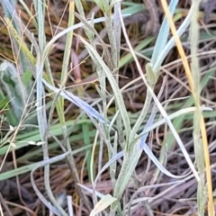 Calocephalus citreus at Mitchell, ACT - 11 Jan 2023