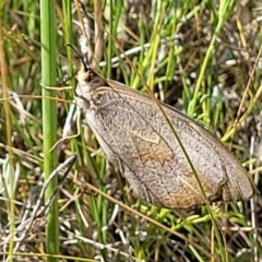 Heteronympha merope (Common Brown Butterfly) at Crace Grasslands - 10 Jan 2023 by trevorpreston