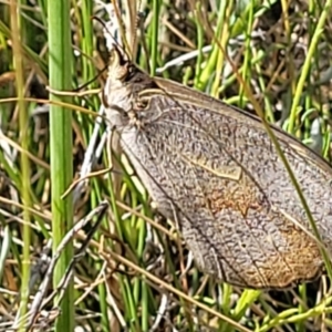 Heteronympha merope at Mitchell, ACT - 11 Jan 2023