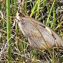 Heteronympha merope at Mitchell, ACT - 11 Jan 2023