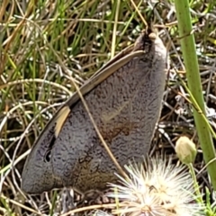 Heteronympha merope at Mitchell, ACT - 11 Jan 2023