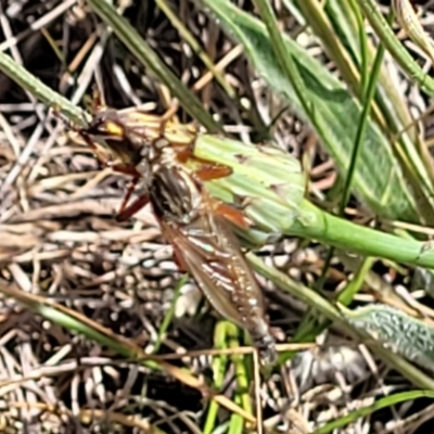 Zosteria sp. (genus) (Common brown robber fly) at Crace Grasslands - 10 Jan 2023 by trevorpreston