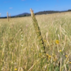 Phalaris aquatica (Phalaris, Australian Canary Grass) at Mitchell, ACT - 11 Jan 2023 by trevorpreston