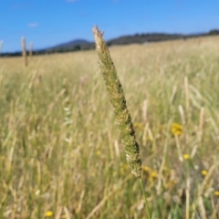 Phalaris aquatica (Phalaris, Australian Canary Grass) at Crace Grasslands - 10 Jan 2023 by trevorpreston