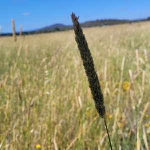 Phalaris aquatica at Mitchell, ACT - 11 Jan 2023