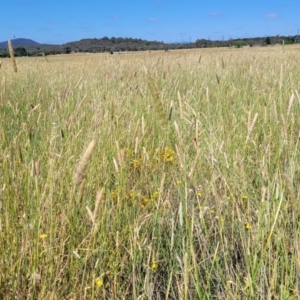 Phalaris aquatica at Mitchell, ACT - 11 Jan 2023