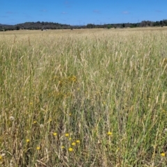 Phalaris aquatica at Mitchell, ACT - 11 Jan 2023