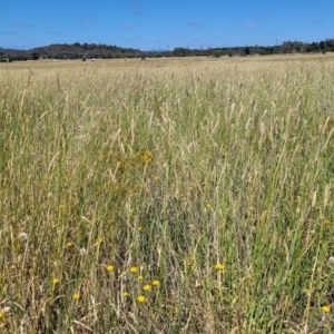 Phalaris aquatica at Mitchell, ACT - 11 Jan 2023