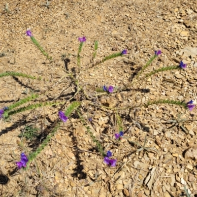 Echium plantagineum (Paterson's Curse) at Crace Grasslands - 10 Jan 2023 by trevorpreston
