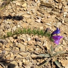 Echium plantagineum at Mitchell, ACT - 11 Jan 2023