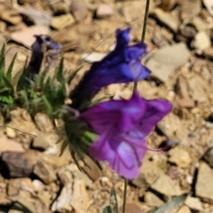 Echium plantagineum at Mitchell, ACT - 11 Jan 2023 10:30 AM