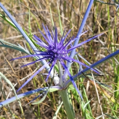 Eryngium ovinum (Blue Devil) at Mitchell, ACT - 11 Jan 2023 by trevorpreston