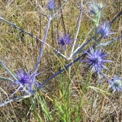 Eryngium ovinum at Mitchell, ACT - 11 Jan 2023