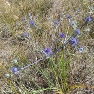 Eryngium ovinum at Mitchell, ACT - 11 Jan 2023