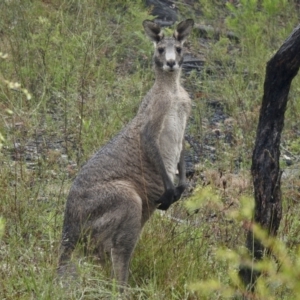 Macropus giganteus at Bundanoon, NSW - 7 Jan 2023 09:30 AM