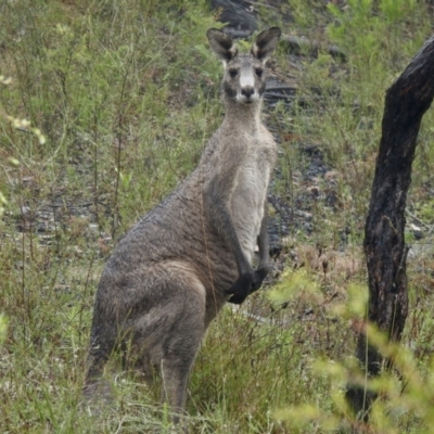 Macropus giganteus (Eastern Grey Kangaroo) at Wingecarribee Local Government Area - 6 Jan 2023 by GlossyGal
