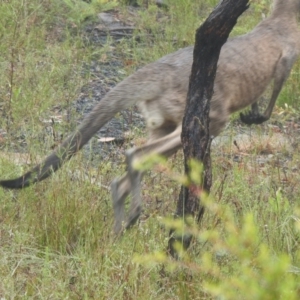 Macropus giganteus at Bundanoon, NSW - 7 Jan 2023 09:30 AM