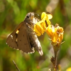 Hesperilla donnysa (Varied Sedge-skipper) at Wingello - 9 Jan 2023 by Curiosity