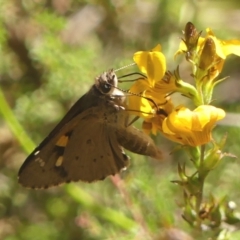 Hesperilla donnysa at Wingello, NSW - 9 Jan 2023