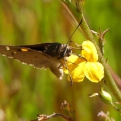 Hesperilla donnysa at Wingello, NSW - 9 Jan 2023