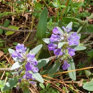 Ajuga australis at Isaacs, ACT - 11 Jan 2023