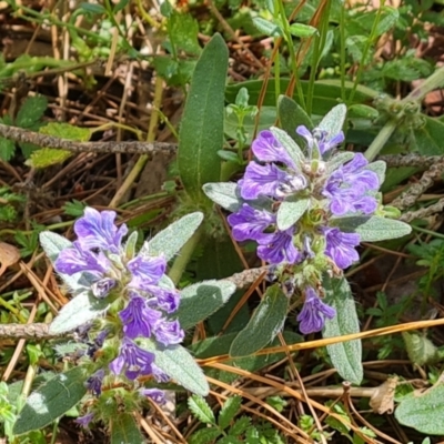 Ajuga australis (Austral Bugle) at Isaacs, ACT - 11 Jan 2023 by Mike