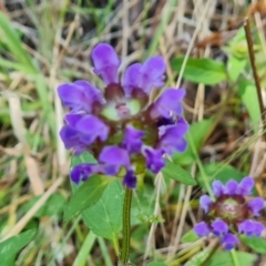 Prunella vulgaris (Self-heal, Heal All) at Isaacs Ridge and Nearby - 11 Jan 2023 by Mike