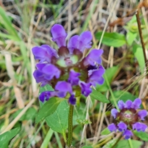 Prunella vulgaris at Isaacs, ACT - 11 Jan 2023