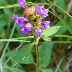 Prunella vulgaris at Isaacs, ACT - 11 Jan 2023