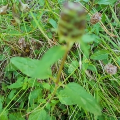 Prunella vulgaris at Isaacs, ACT - 11 Jan 2023