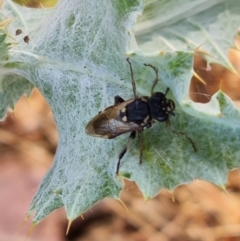 Pseudoperga guerinii (A sawfly) at Jerrabomberra, ACT - 11 Jan 2023 by Mike