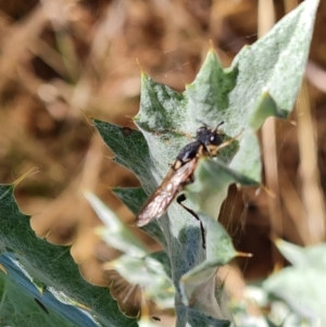 Pergidae sp. (family) at Jerrabomberra, ACT - 11 Jan 2023