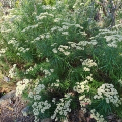 Cassinia longifolia (Shiny Cassinia, Cauliflower Bush) at Jerrabomberra, ACT - 10 Jan 2023 by Mike