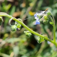 Cynoglossum australe (Australian Forget-me-not) at Isaacs Ridge and Nearby - 10 Jan 2023 by Mike