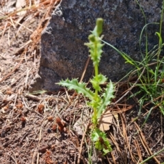 Sonchus asper (Prickly Sowthistle) at Jerrabomberra, ACT - 10 Jan 2023 by Mike