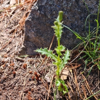 Sonchus asper (Prickly Sowthistle) at Isaacs Ridge and Nearby - 10 Jan 2023 by Mike